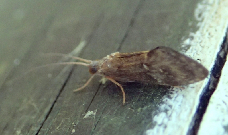 Glossosoma sp. a Sernaglia della battaglia (TV)